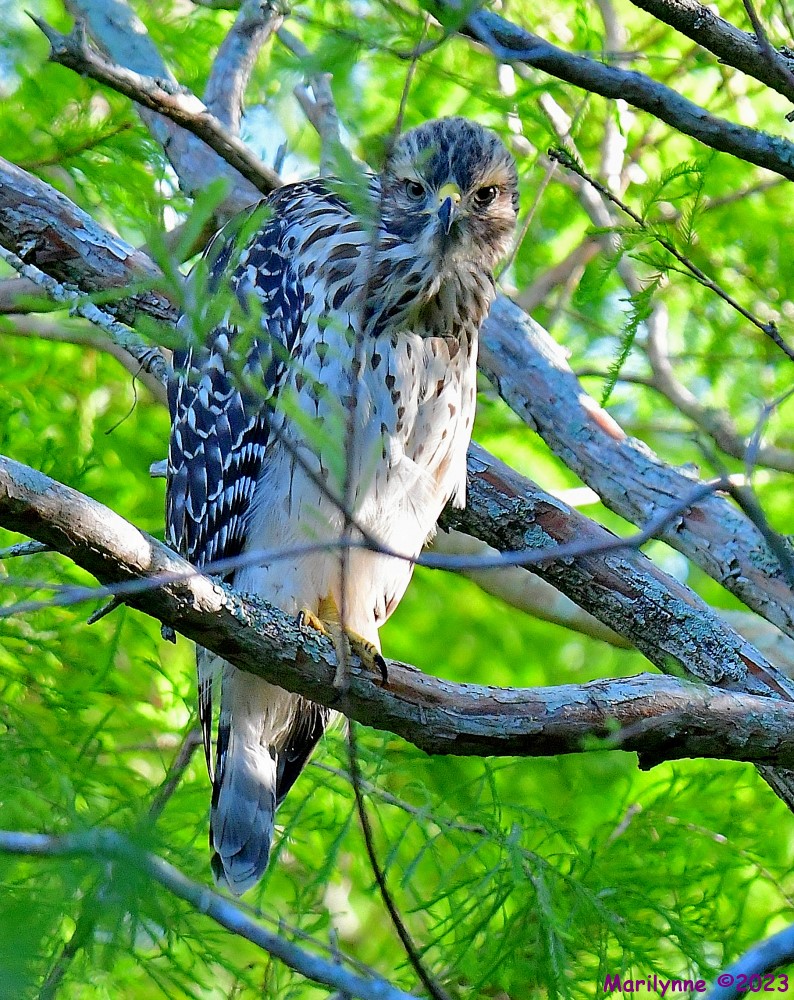 DSC_6679_001.JPG
