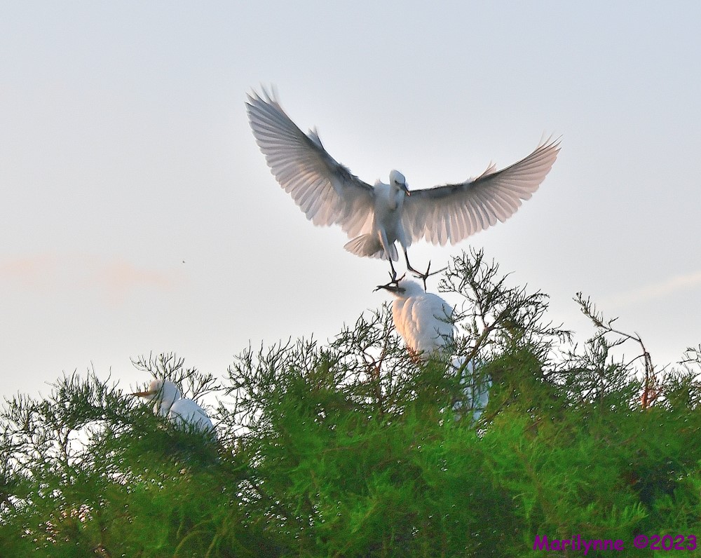 DSC_6679_001.JPG