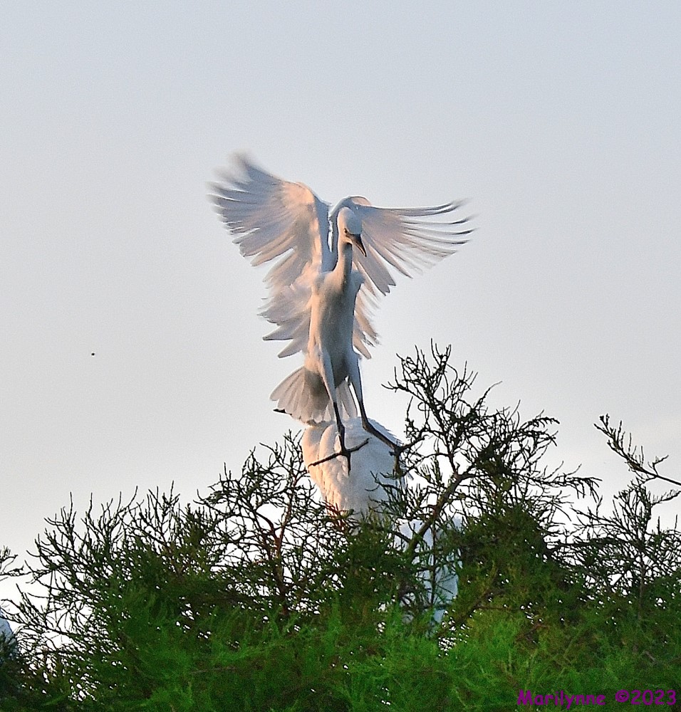 DSC_6680_001.JPG