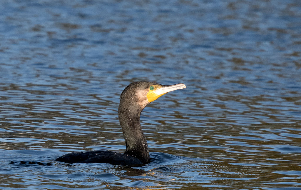 DSC_6682.jpg