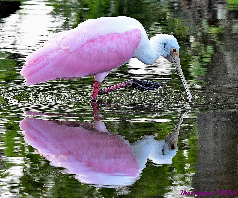 DSC_6682_001.JPG