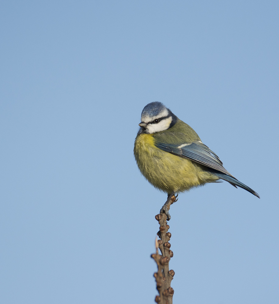 DSC_66831.jpg