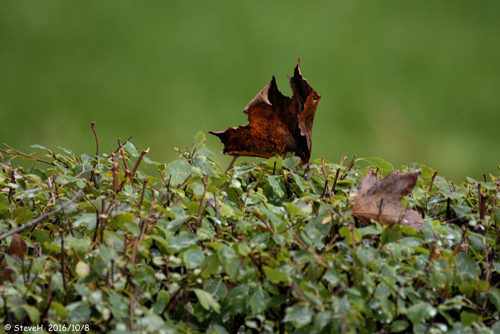 DSC_6684.jpg
