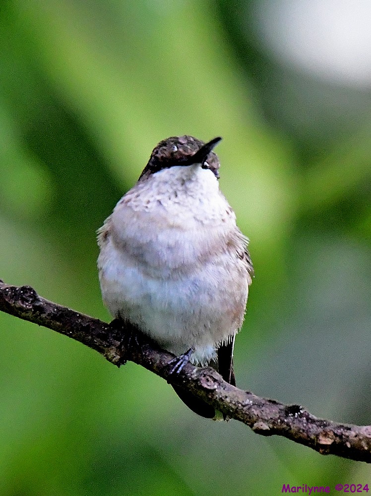 DSC_6684_001.JPG