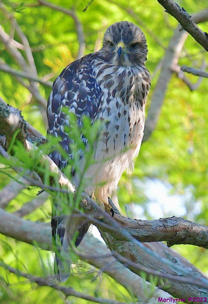 DSC_6685_001.JPG