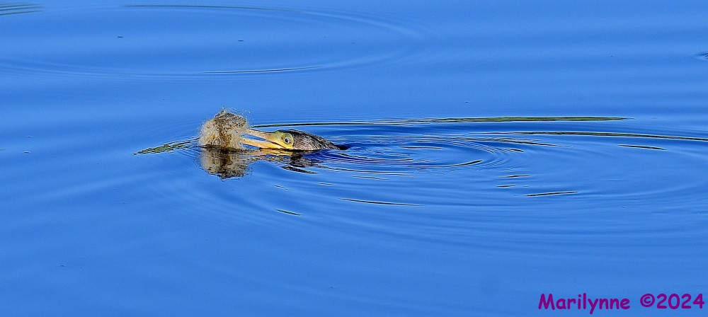 DSC_6685_001.JPG