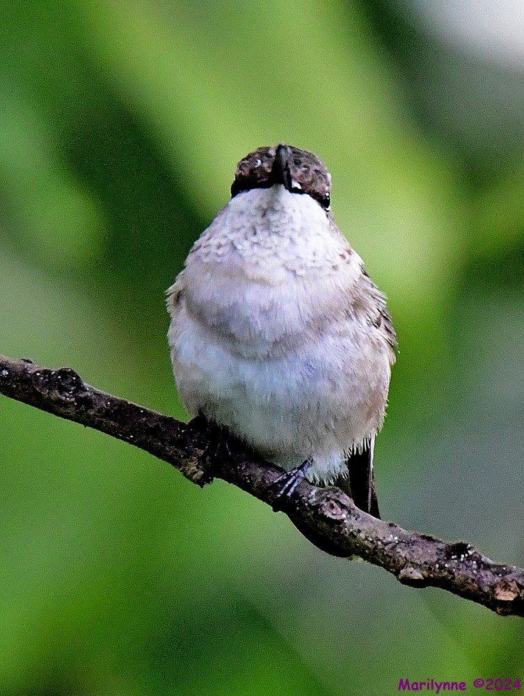 DSC_6685_001.JPG