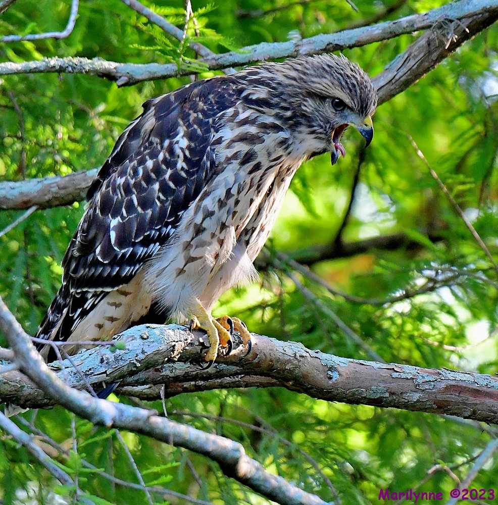 DSC_6686_001.JPG