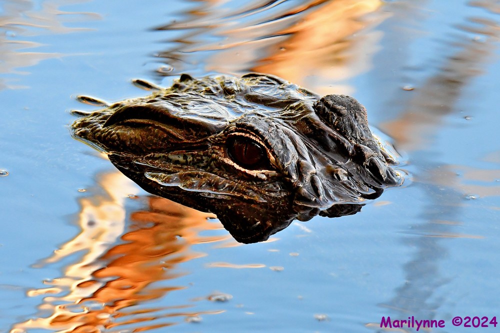 DSC_6686_001.JPG