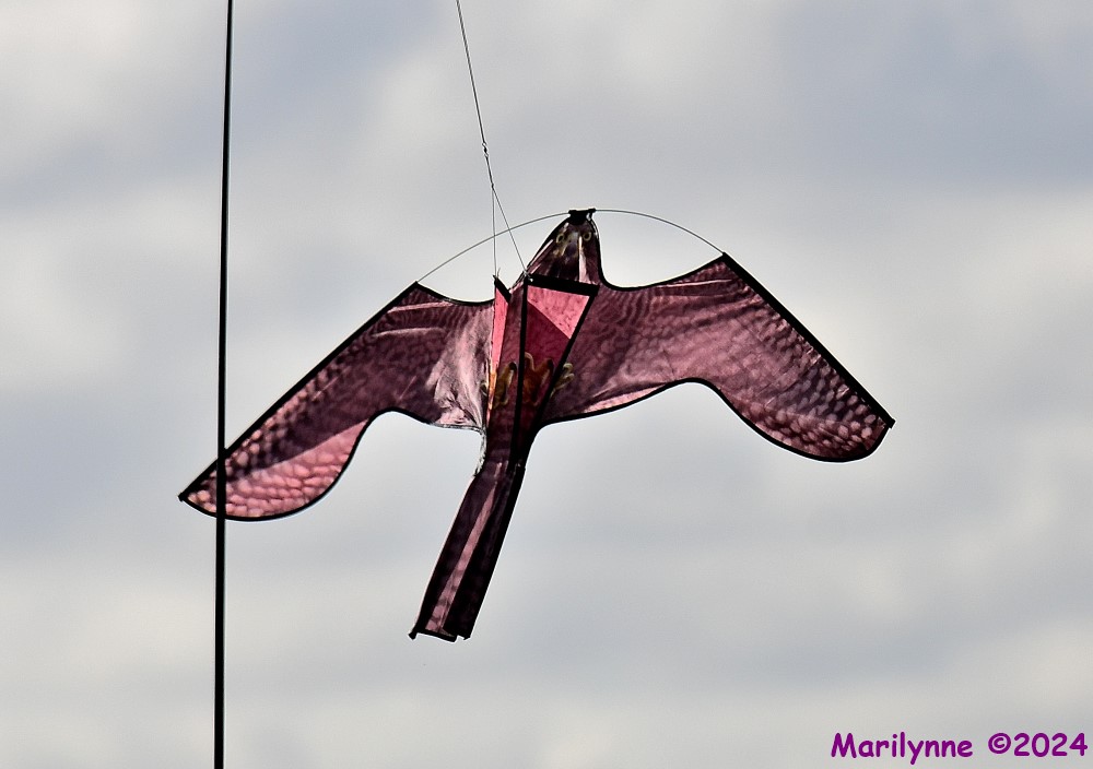DSC_6686_001.JPG