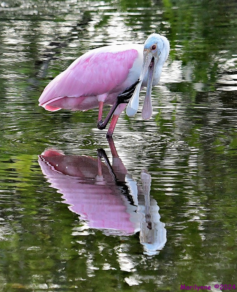 DSC_6690_001.JPG