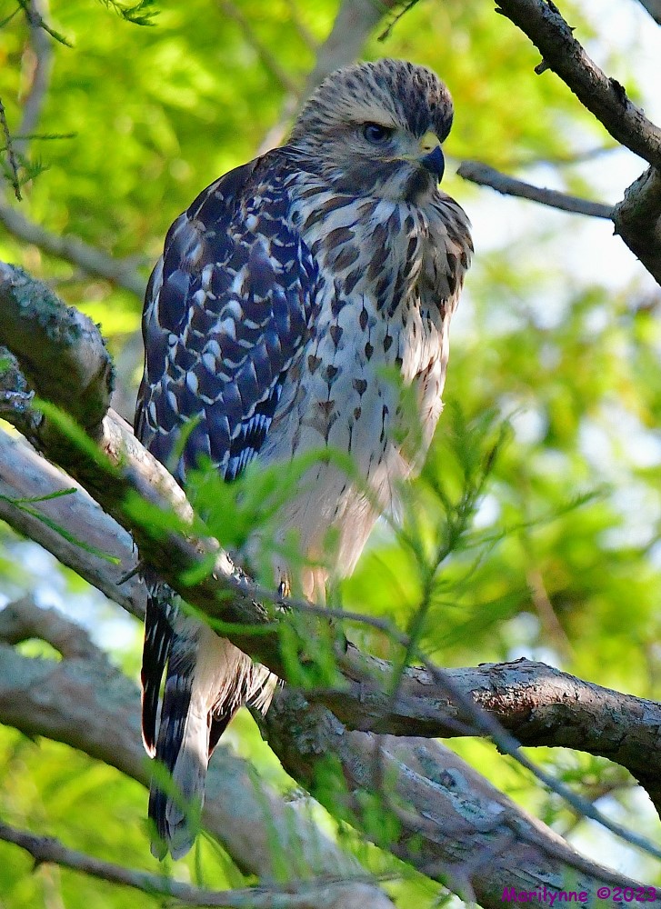 DSC_6692_001.JPG