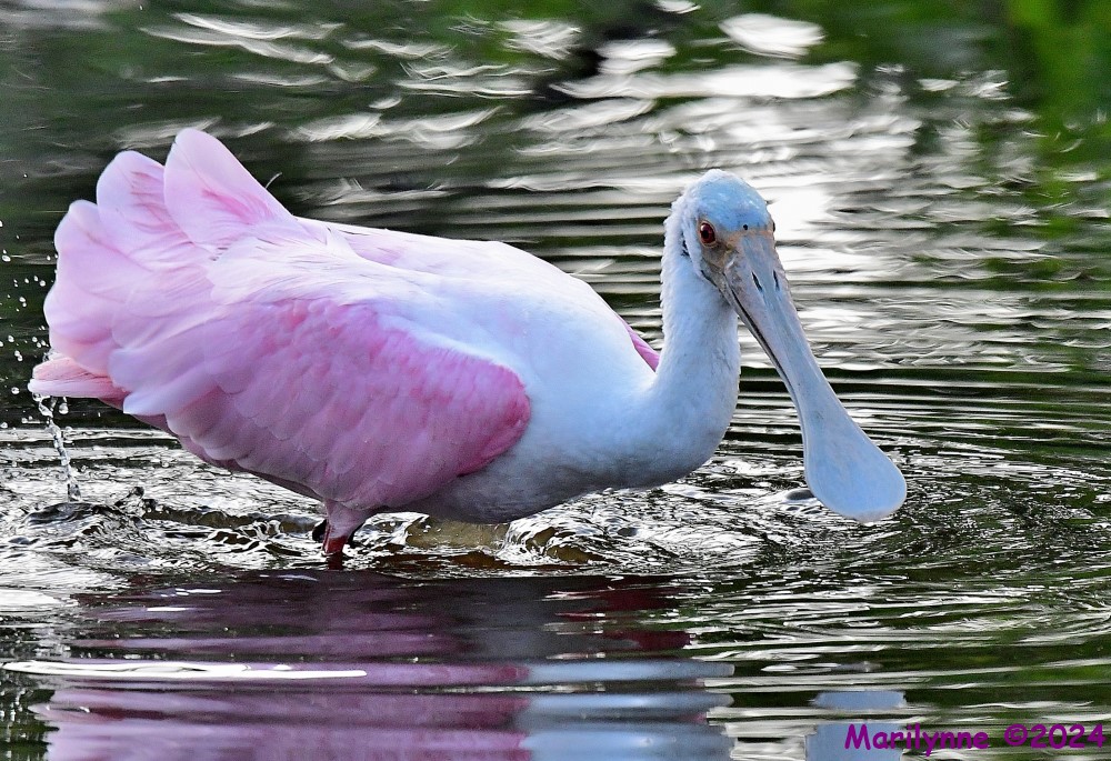 DSC_6692_001.JPG