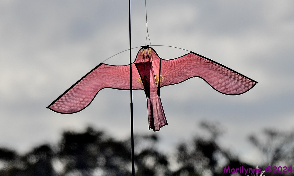 DSC_6692_001.JPG