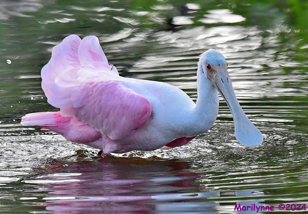 DSC_6694_001.JPG
