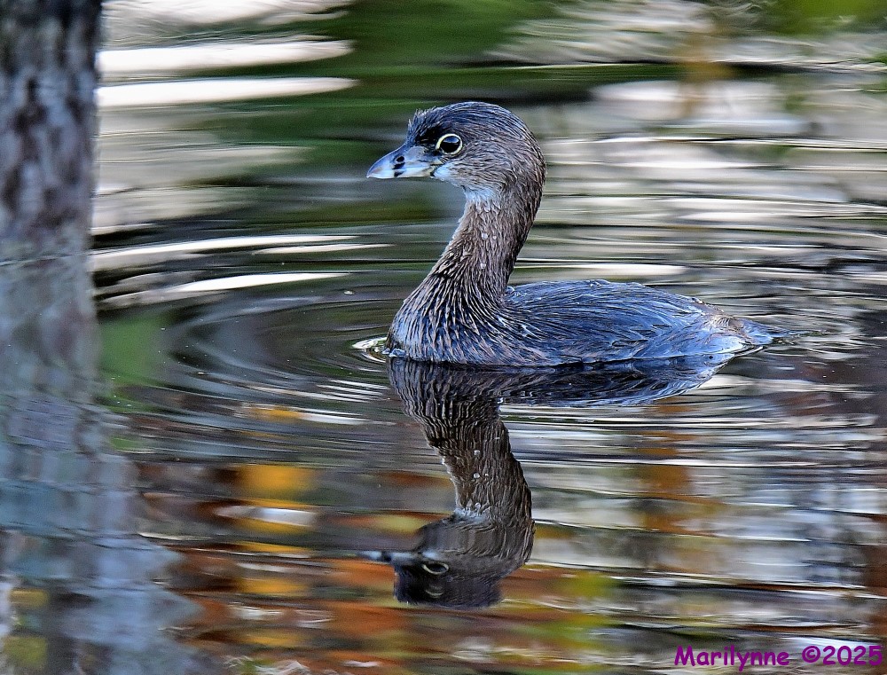 DSC_6695_001.JPG
