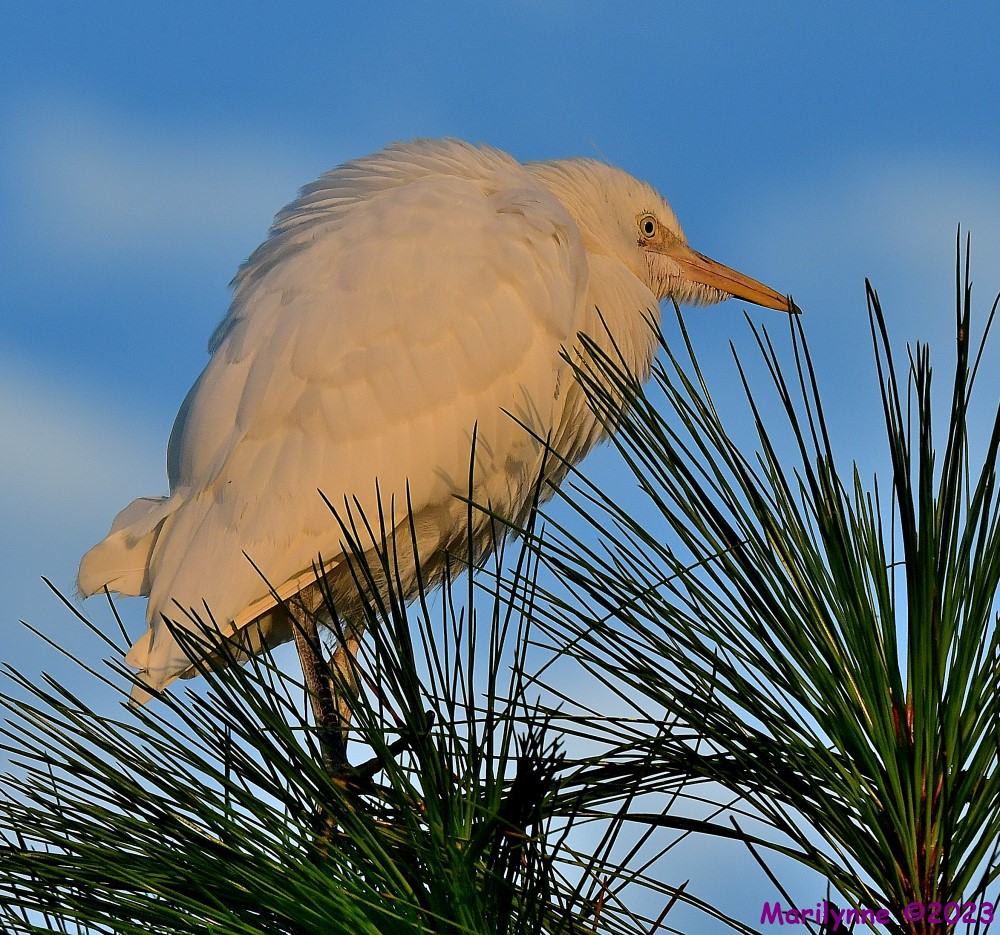 DSC_6696_001.JPG