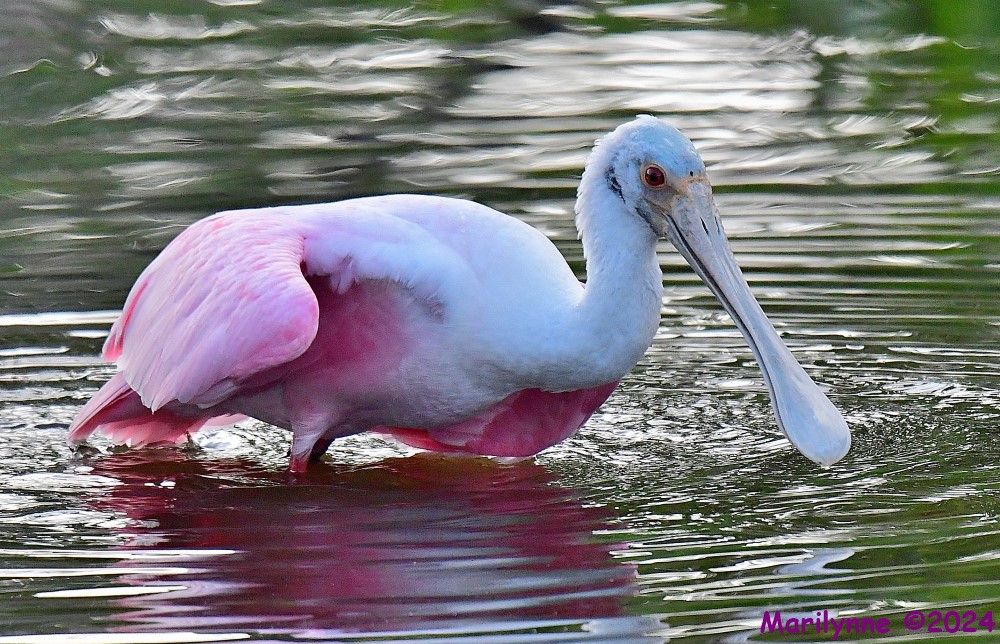 DSC_6696_001.JPG