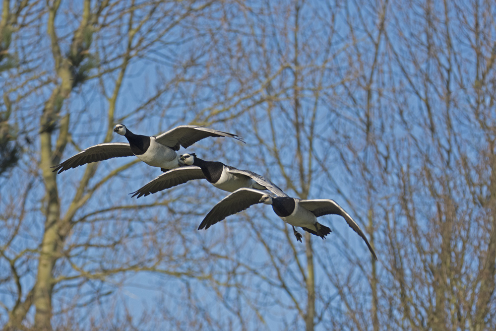 DSC_6699.jpg