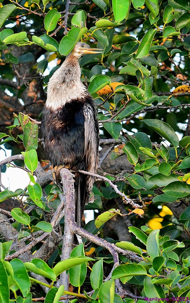 DSC_6699_001.JPG