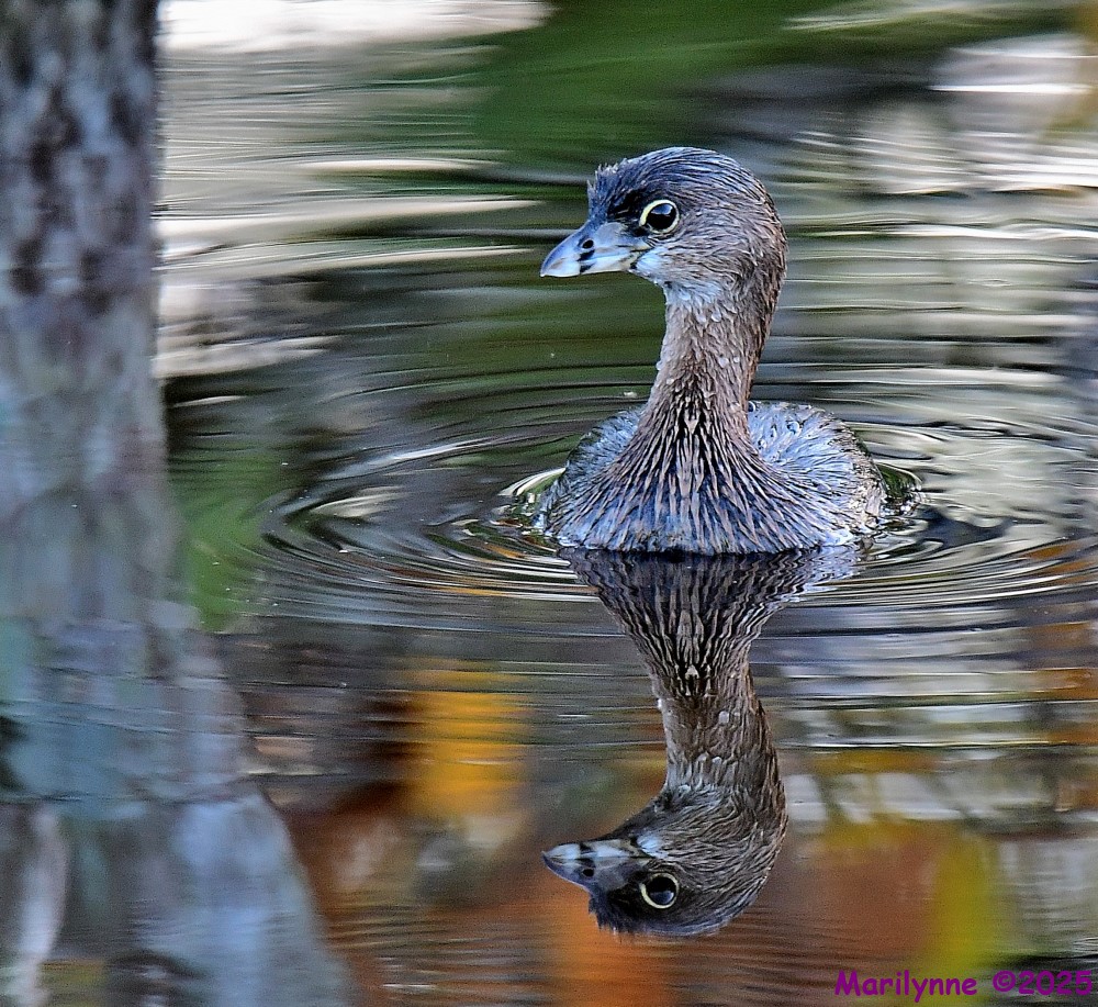 DSC_6699_001.JPG