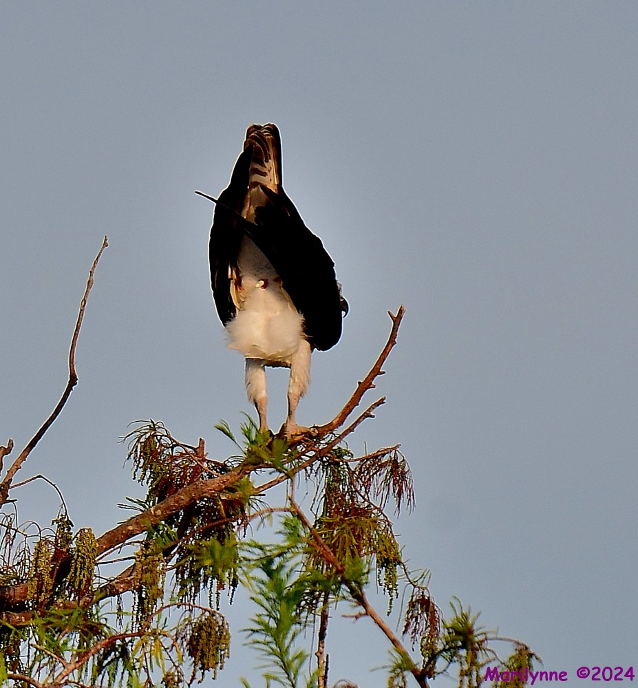 DSC_6701_001.JPG