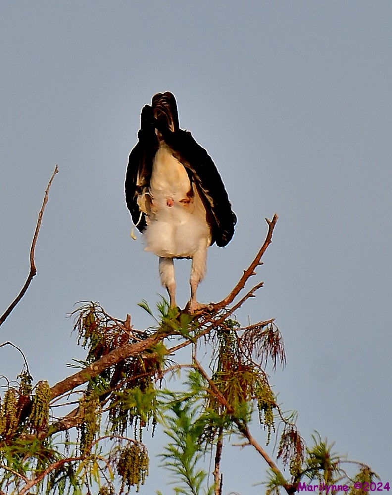 DSC_6702_001.JPG