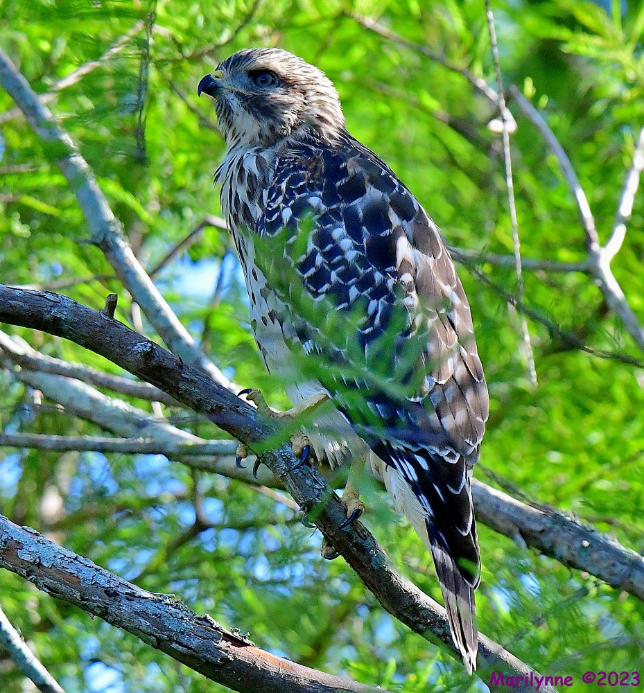 DSC_6703_001.JPG