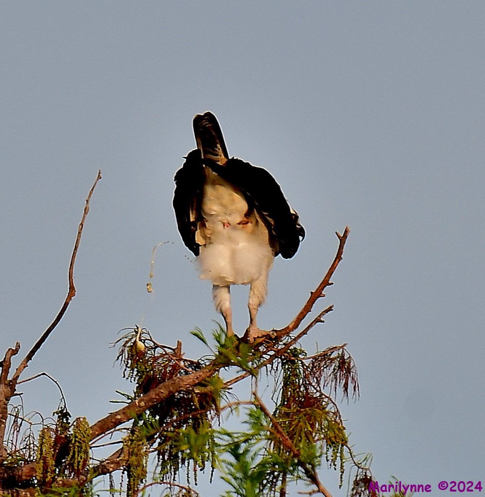 DSC_6703_001.JPG