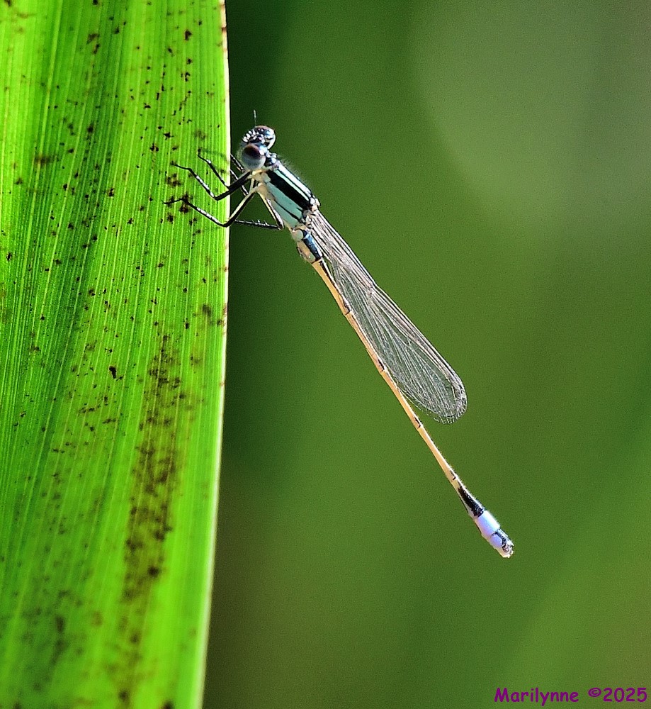 DSC_6706_001.JPG