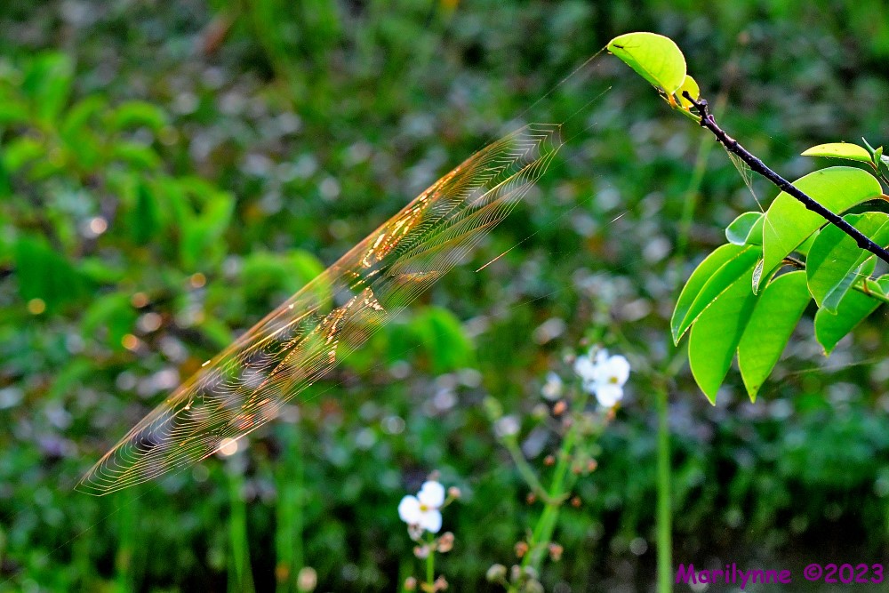 DSC_6708_001.JPG