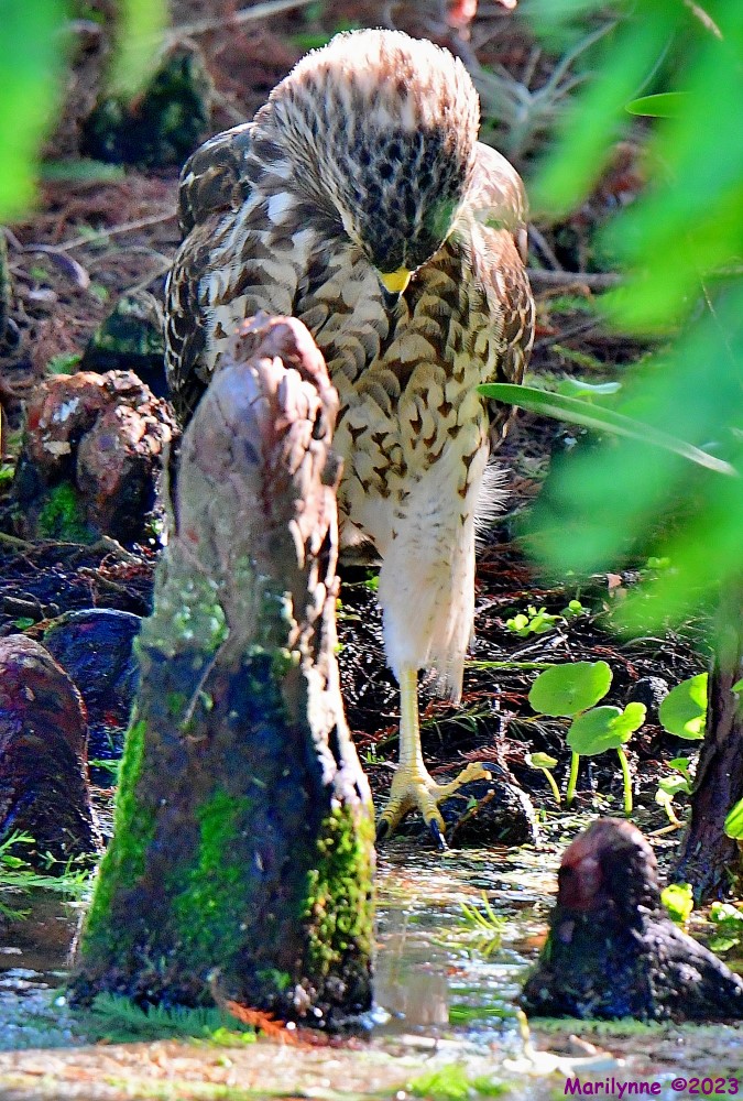 DSC_6710_001.JPG