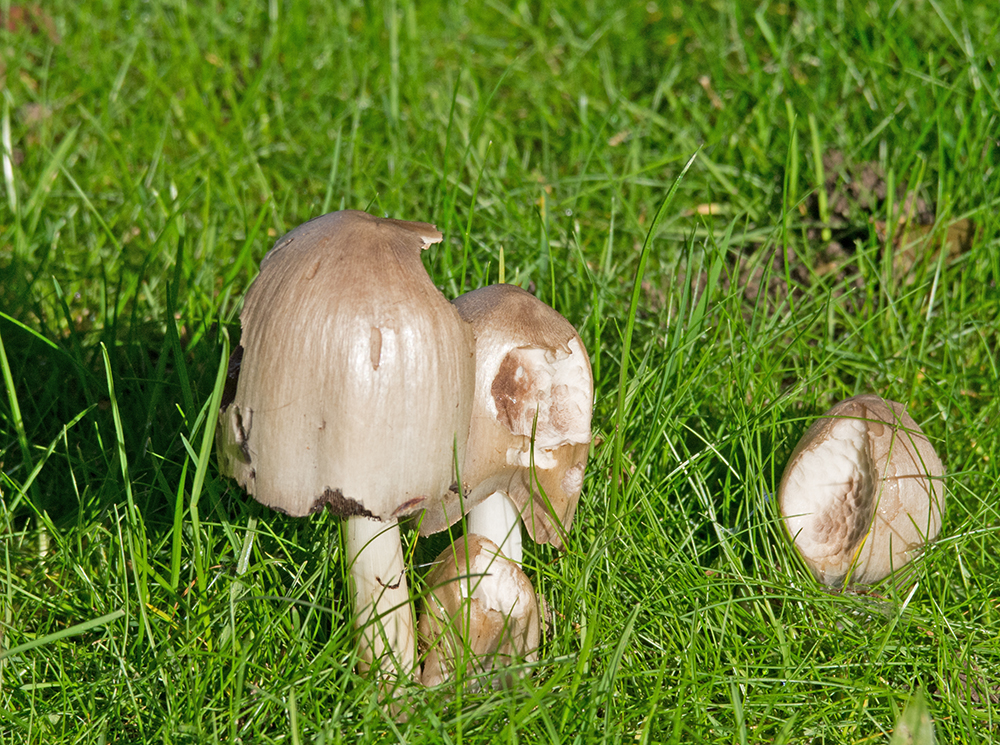 DSC_6714.jpg