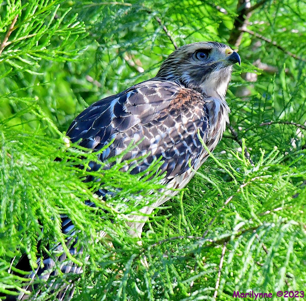 DSC_6715_001.JPG
