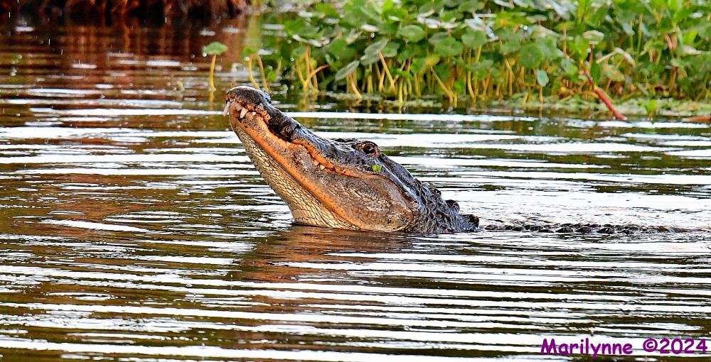 DSC_6715_001.JPG