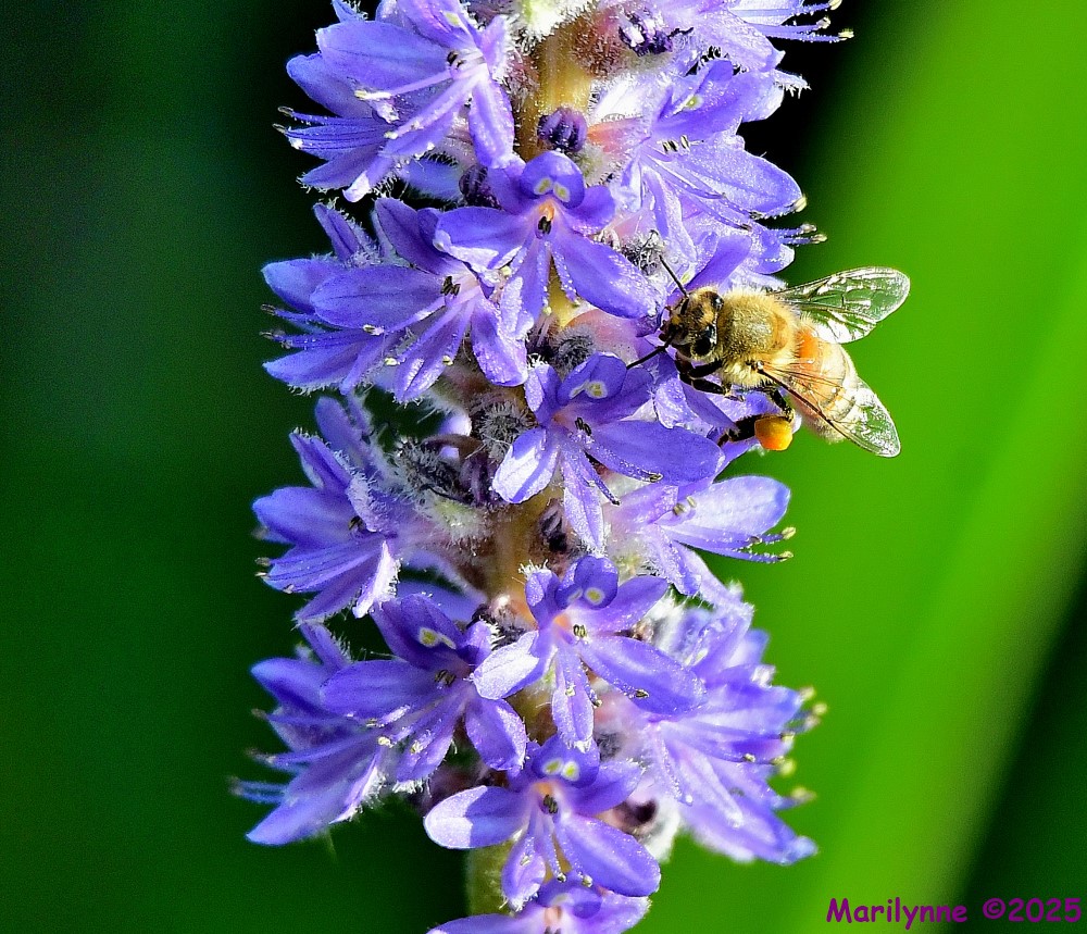DSC_6715_001.JPG