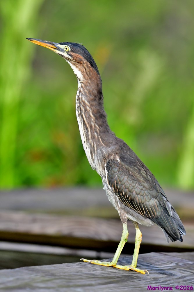 DSC_6715_001.JPG