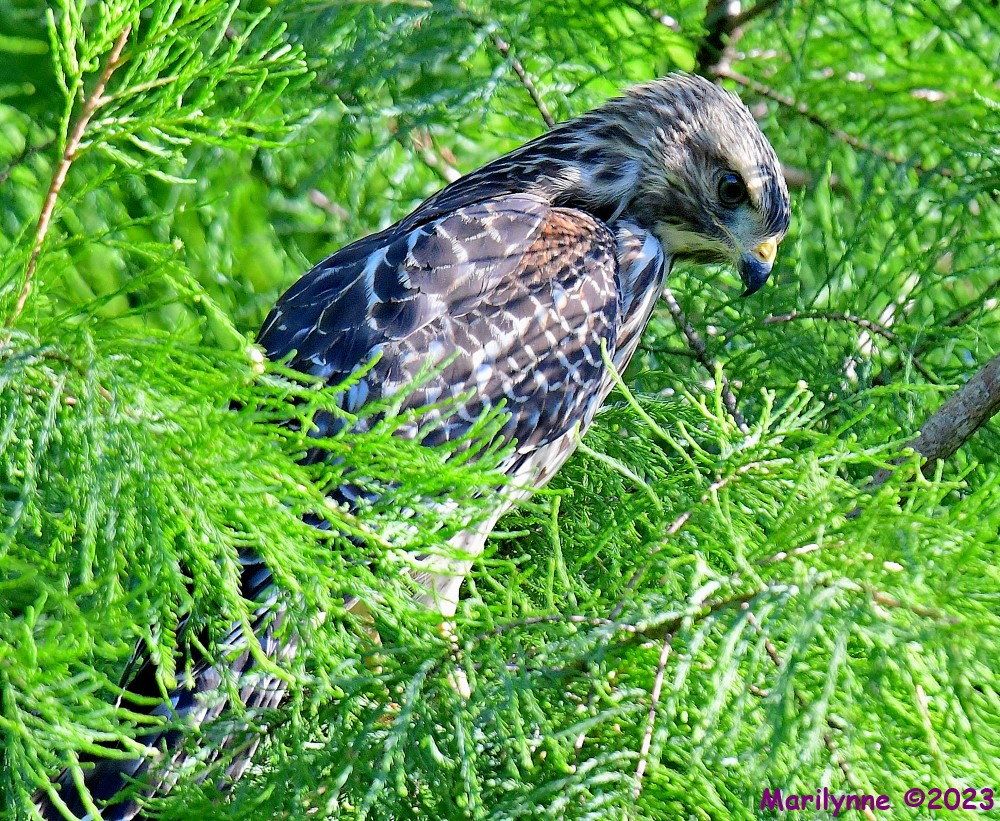DSC_6716_001.JPG