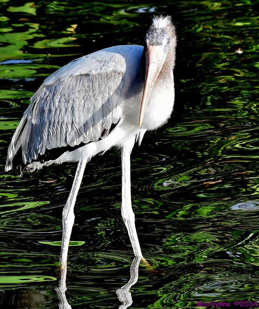 DSC_6718_001.JPG