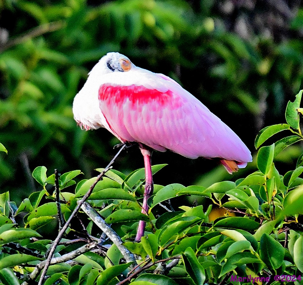 DSC_6718_001.JPG