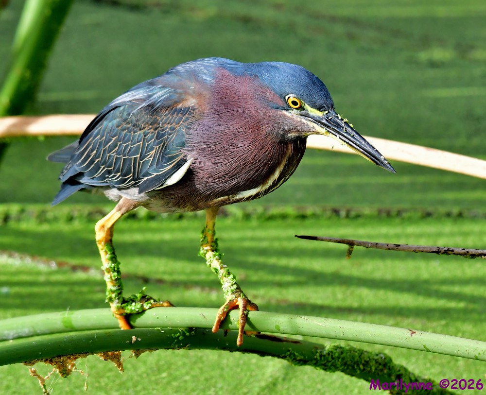 DSC_6718_001.JPG