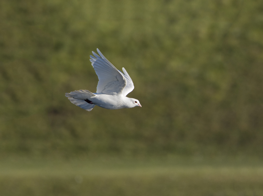 DSC_6719.jpg
