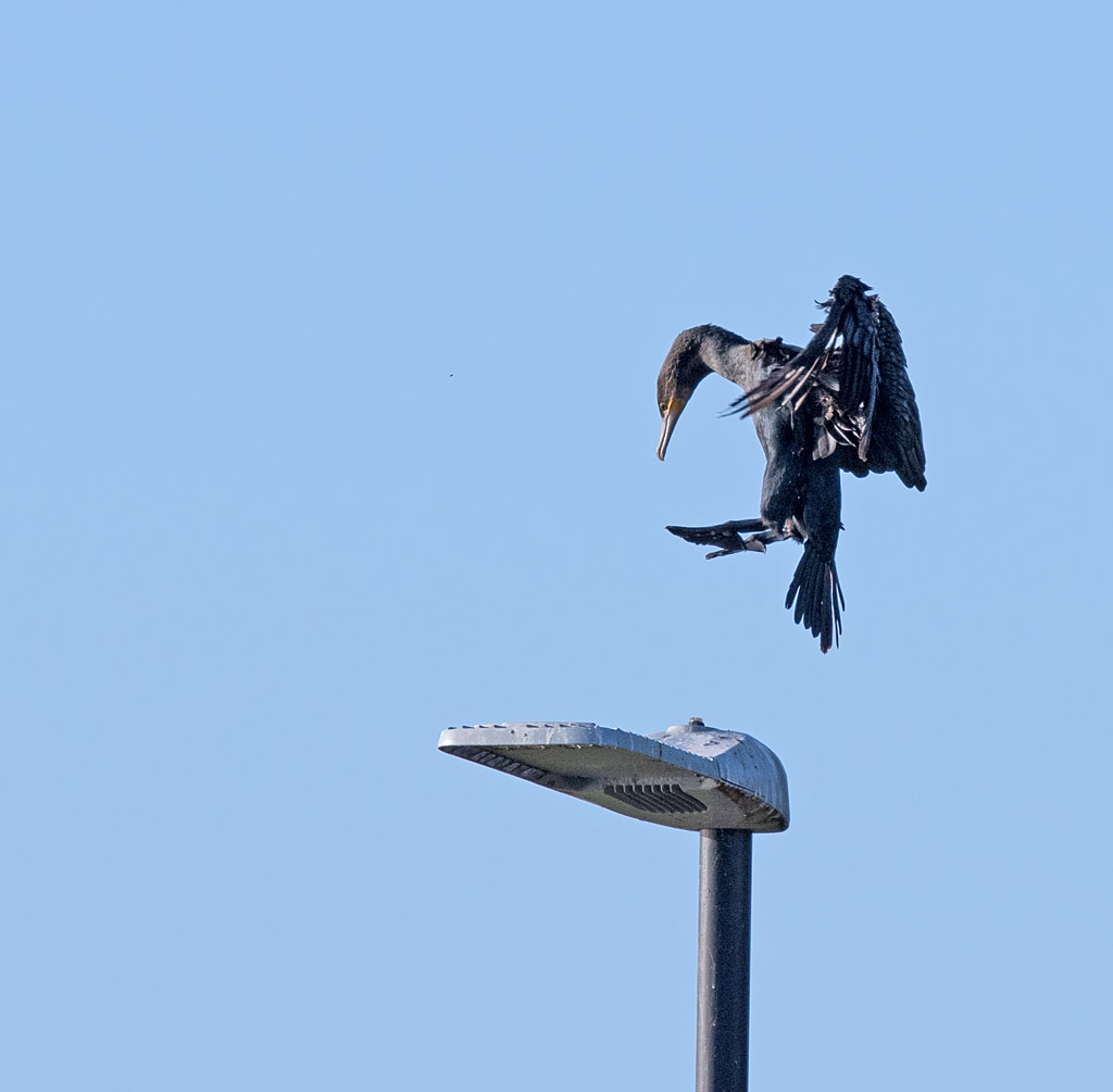 DSC_6721.jpg