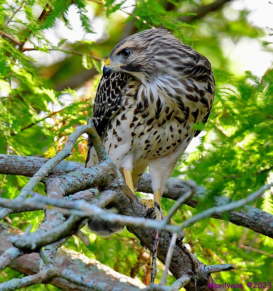 DSC_6722_001.JPG
