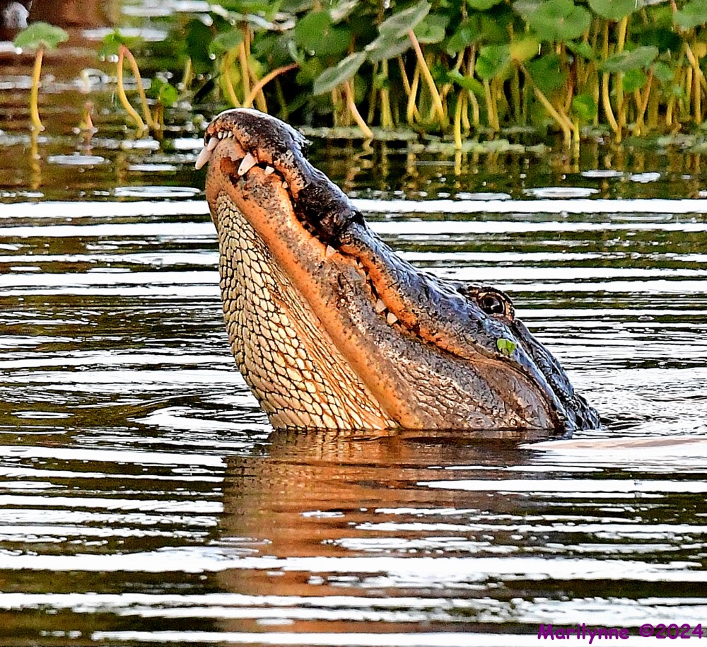 DSC_6722_001.JPG