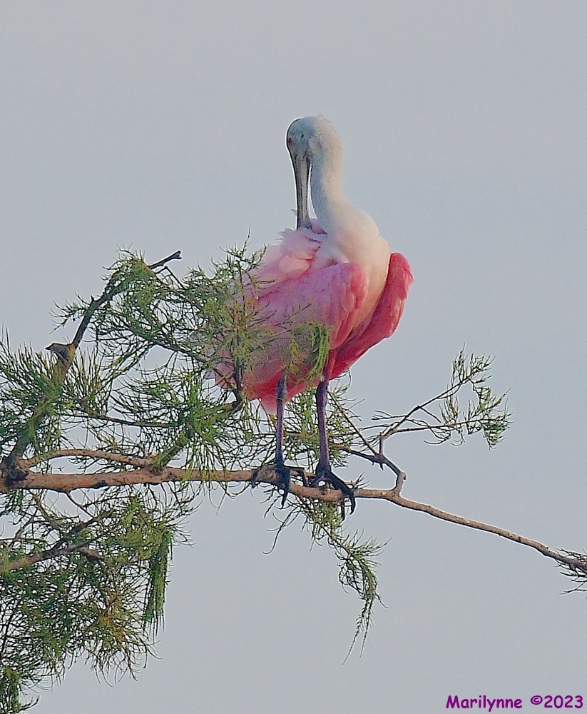 DSC_6723_001.JPG