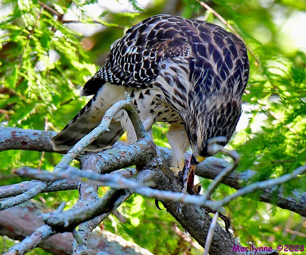 DSC_6725_001.JPG