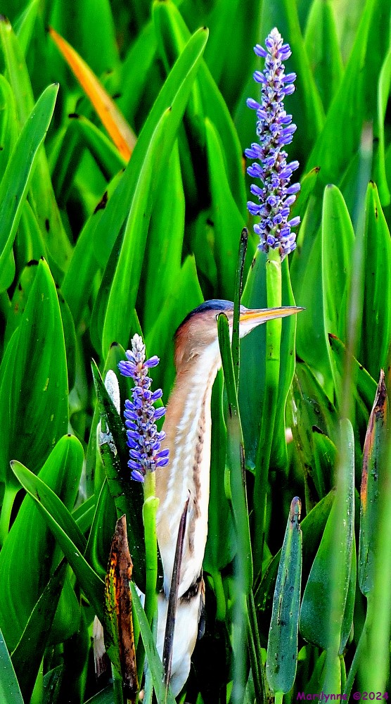DSC_6728_001.JPG