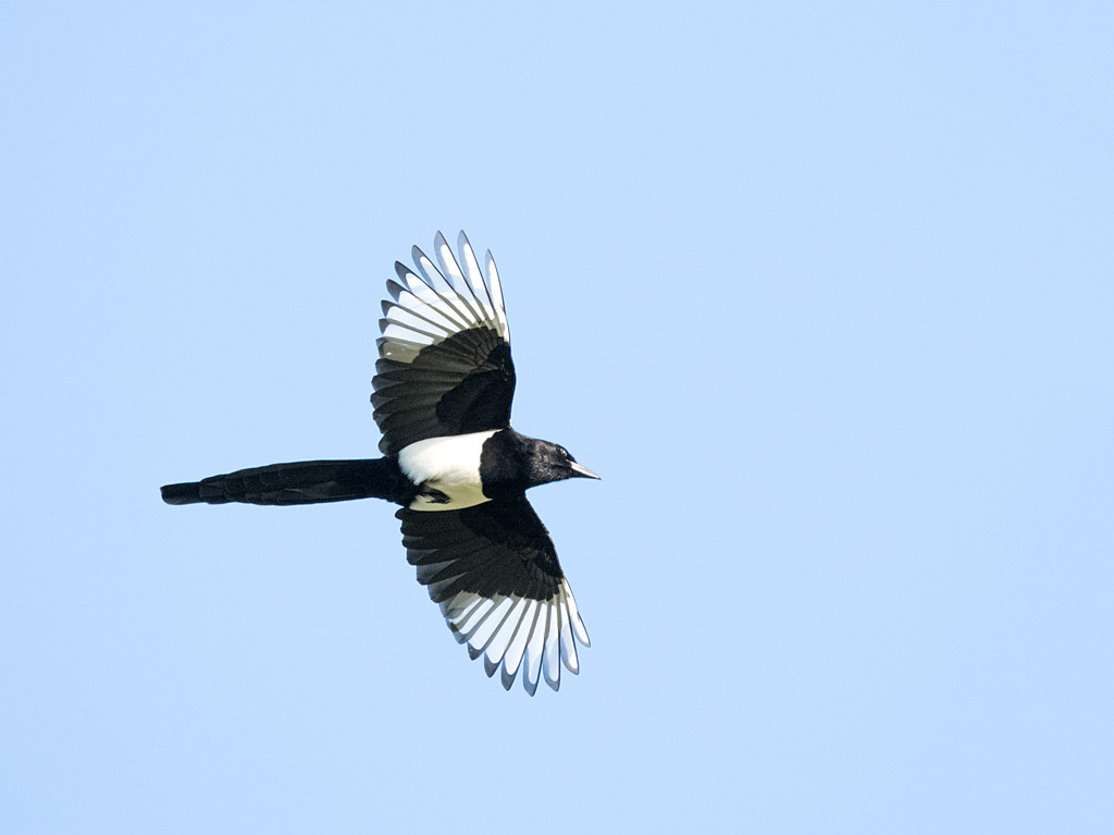 DSC_6730.jpg