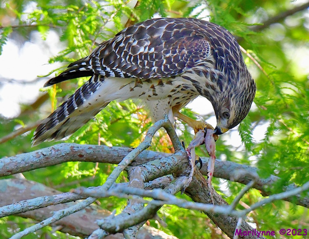 DSC_6733_001.JPG